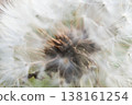 A close-up of a dandelion with its fluffy seed heads, revealing its delicate white seeds. 138161254