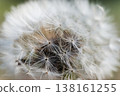 A close-up of a dandelion with its fluffy seed heads, revealing its delicate white seeds. 138161255