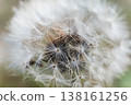 A close-up of a dandelion with its fluffy seed heads, revealing its delicate white seeds. 138161256