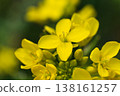 A close-up of rapeseed flower petals, a vibrant yellow detail of spring. 138161257