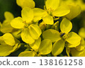 A close-up of rapeseed flower petals, a vibrant yellow detail of spring. 138161258