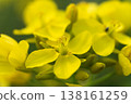 A close-up of rapeseed flower petals, a vibrant yellow detail of spring. 138161259