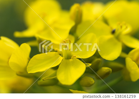 油菜花瓣的特寫，展現了春天充滿活力的黃色細節。 138161259