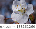 A close-up of white cherry blossoms, elegant cherry blossoms bathed in soft spring sunlight. 138161260