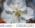A close-up of white cherry blossoms, elegant cherry blossoms bathed in soft spring sunlight. 138161261