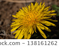 A close-up of a dandelion flower, a bright yellow flower of spring. 138161262