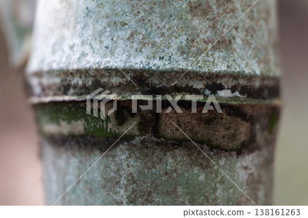 Close-up of bamboo nodes, showing their natural structure and texture. Close-up of bamboo nodes, showing their natural structure and texture. 138161263