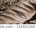 Close-up of the veins of a dead leaf, showing its natural structure and texture. 138161264