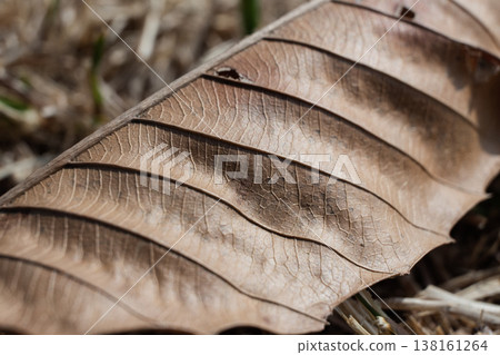 Close-up of the veins of a dead leaf, showing its natural structure and texture. Close-up of the veins of a dead leaf, showing its natural structure and texture. 138161264