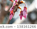 A close-up of cherry blossom buds, spring cherry blossoms before they bloom. 138161266