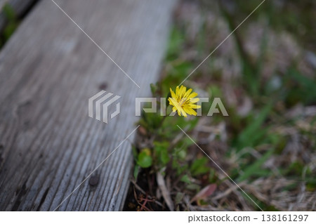 Japanese holly blooming by the roadside 138161297