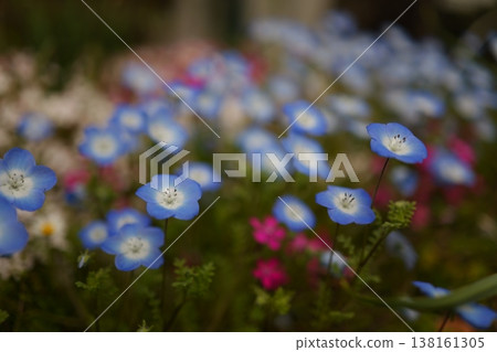 A group of Nemophila A group of Nemophila 138161305