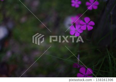 Moss phlox blooming by the roadside Moss phlox blooming by the roadside 138161306