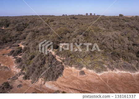 Pampas forest, Calden tree, Prosopis Caldenia, endemic species in La Pampa, Patagonia, Argentina Pampas forest, Calden tree, Prosopis Caldenia, endemic species in La Pampa, Patagonia, Argentina 138161337