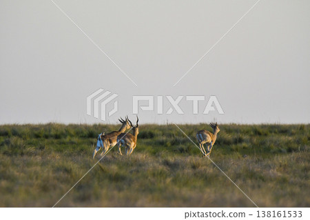 Male Blackbuck Antelope in Pampas plain environment, La Pampa province, Argentina Male Blackbuck Antelope in Pampas plain environment, La Pampa province, Argentina 138161533