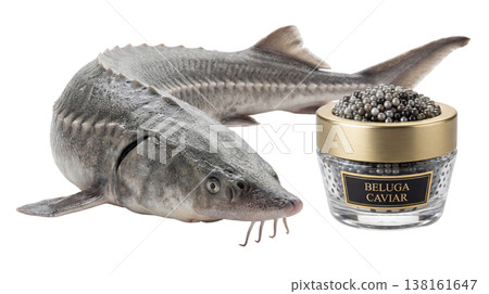 Fresh beluga sturgeon lies next to a crystal jar with a metal lid. The jar is filled with glossy caviar in steel grey to black shades. Caviar is known for its rich taste. 138161647