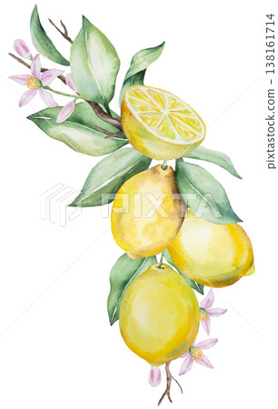 Watercolor lemon branch with yellow lemon fruits and green leaves. Summer botanical illustration 138161714