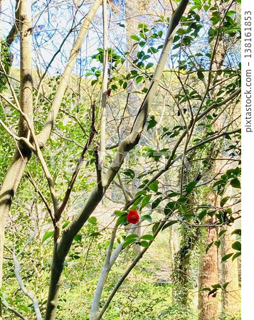 Japanese camellias on Shimizu Mountain (vertical image) Japanese camellias on Shimizu Mountain (vertical image) 138161853
