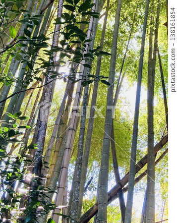 The bamboo grove of Shimizu Mountain bathed in spring sunlight The bamboo grove of Shimizu Mountain bathed in spring sunlight 138161854