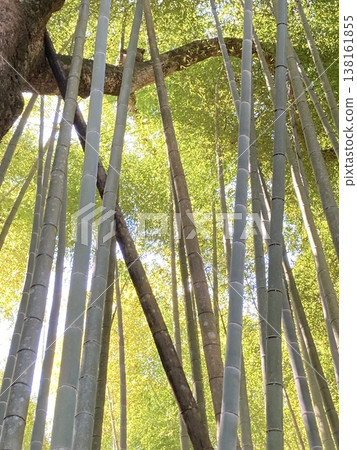 沐浴在春日陽光下的清水山竹林 2 沐浴在春日陽光下的清水山竹林 2 138161855