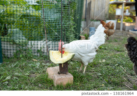 White hen eating melon in a garden setting with greenery and other chickens White hen eating melon in a garden setting with greenery and other chickens 138161964
