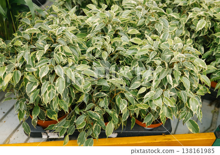 Variegated ficus benjamina in pots at garden center Variegated ficus benjamina in pots at garden center 138161985