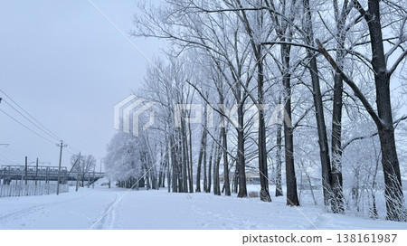 Snow-covered trees lining a quiet winter pathway Snow-covered trees lining a quiet winter pathway 138161987