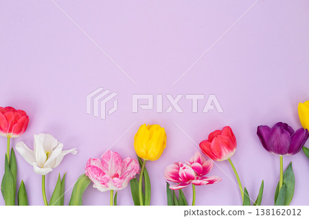 Colorful spring tulips on pastel purple background Colorful spring tulips on pastel purple background 138162012