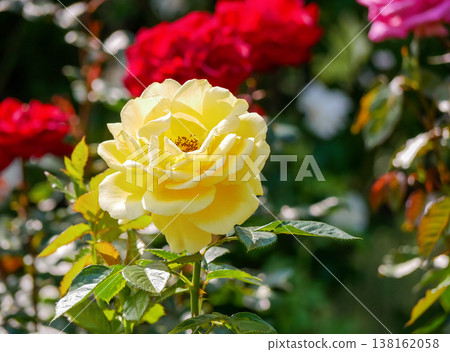 Bright Yellow Rose Bloom in Garden - Sunny Floral Background, Vienna, Volksgarten 138162058