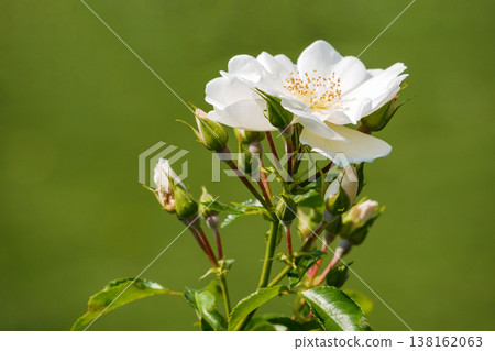 White Wild Rose Flower Bloom with Buds on Green Background, Vienna, Volksgarten White Wild Rose Flower Bloom with Buds on Green Background, Vienna, Volksgarten 138162063