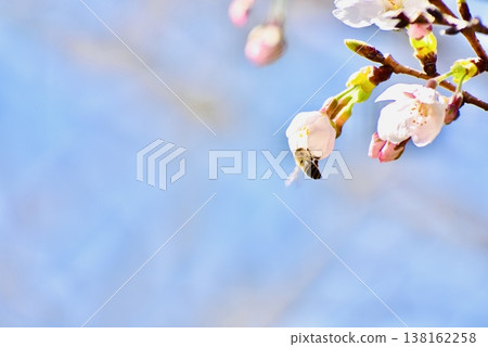 Honeybees sipping nectar from cherry blossoms Honeybees sipping nectar from cherry blossoms 138162258