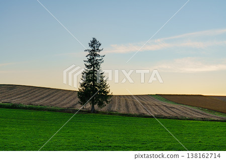 The Biei Christmas tree and the beautiful evening scenery just after sunset. The Biei Christmas tree and the beautiful evening scenery just after sunset. 138162714