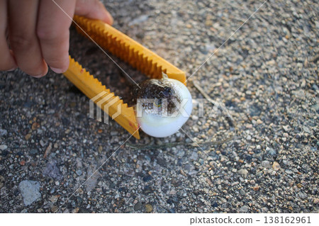 使用魚鉗捕捉危險的河豚。 138162961