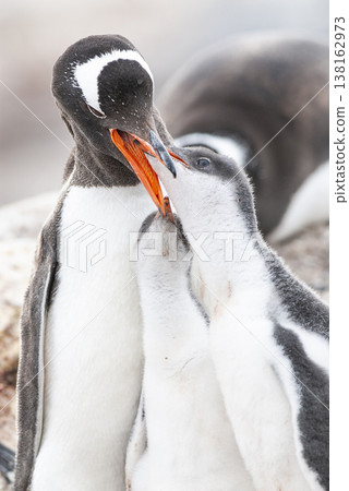 Gentoo Penguin on the beach,feeding his chick, Port Lockroy , Goudier Island, Antartica Gentoo Penguin on the beach,feeding his chick, Port Lockroy , Goudier Island, Antartica 138162973