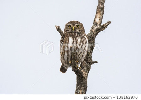 Ferruginous Pygmy owl, Glaucidium brasilianum, Calden forest, La Pampa Province, Patagonia, Argentina. 138162976