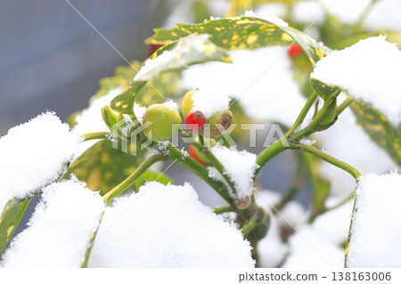 青木被雪覆蓋 青木被雪覆蓋 138163006