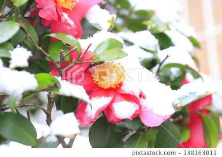 Snow-capped sasanqua flowers Snow-capped sasanqua flowers 138163011