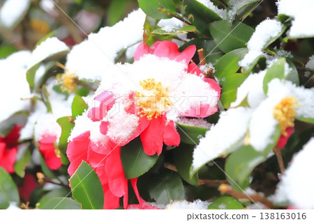 白雪皚皚的山茶花 白雪皚皚的山茶花 138163016