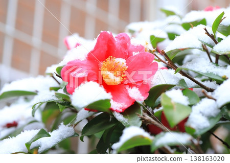 Snow-capped sasanqua flowers Snow-capped sasanqua flowers 138163020