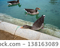 Graylag geese resting by the water's edge 138163089