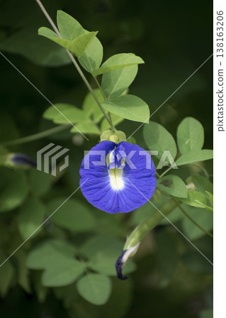 Blue butterfly pea flowers Blue butterfly pea flowers 138163206
