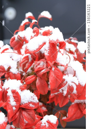 Red leaves of Nandina domestica covered in snow 138163221