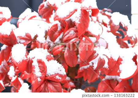 Red leaves of Nandina domestica covered in snow Red leaves of Nandina domestica covered in snow 138163222