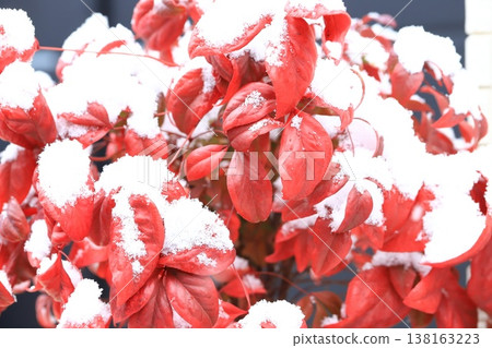 Red leaves of Nandina domestica covered in snow 138163223