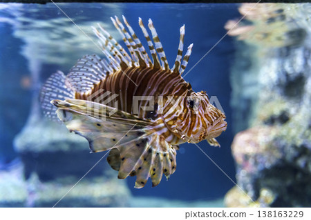 Lionfish Pterois swimming in a blue water aquarium. Beautiful but dangerous marine predator with striped pattern and long fan-like fins at an oceanarium. 138163229