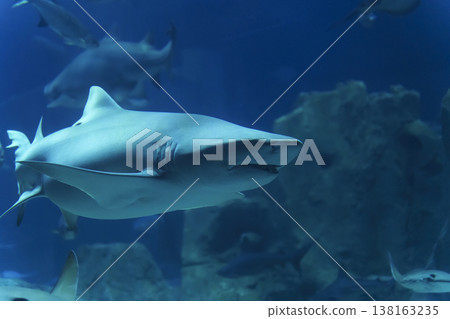 Shark swims in a large aquarium at an oceanarium. Impressionable underwater photography showing the sleek predator moving through blue water with other fish and coral formations. Shark swims in a large aquarium at an oceanarium. Impressionable underwater photography showing the sleek predator moving through blue water with other fish and coral formations. 138163235