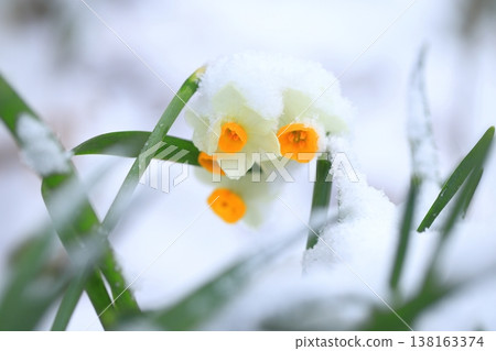 Snow-capped Japanese daffodils Snow-capped Japanese daffodils 138163374