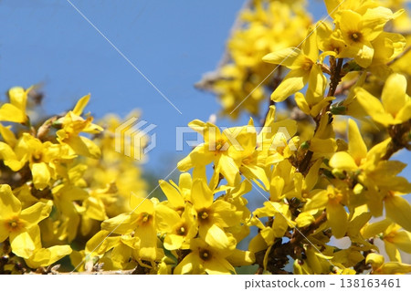 Frustrated Forsythia Frustrated Forsythia 138163461