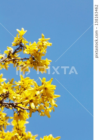 Frustrated Forsythia Frustrated Forsythia 138163462