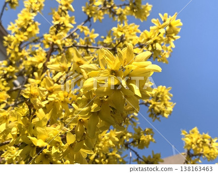 Frustrated Forsythia 138163463